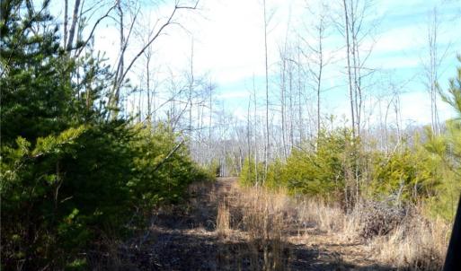 Photo #19 of Off of NC Highway 700, Pelham, NC 116.9 acres