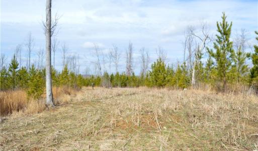 Photo #4 of Off of NC Highway 700, Pelham, NC 116.9 acres