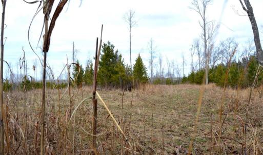 Photo #8 of Off of NC Highway 700, Pelham, NC 116.9 acres