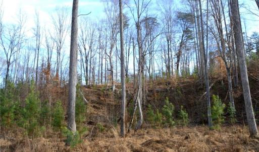 Photo #25 of Off of NC Highway 700, Pelham, NC 116.9 acres