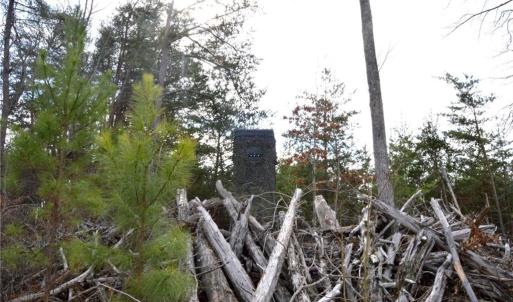 Photo #7 of Off of NC Highway 700, Pelham, NC 116.9 acres