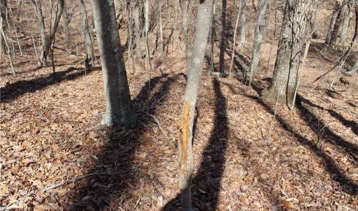 Photo #13 of Jones, Reidsville, NC 60.5 acres