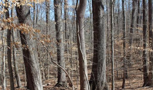 Photo #3 of Jones, Reidsville, NC 60.5 acres