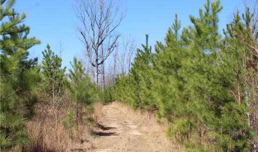 Photo #1 of Jones, Reidsville, NC 60.5 acres