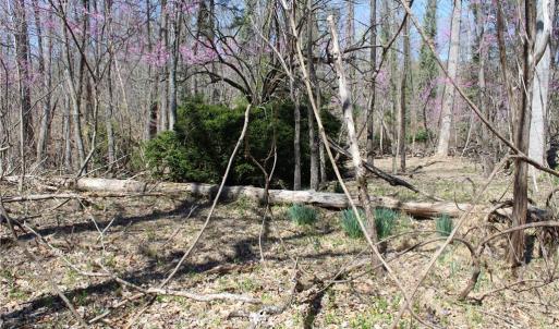 Photo #28 of Jones, Reidsville, NC 60.5 acres