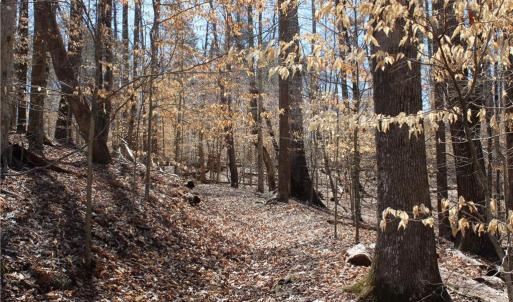 Photo #19 of Jones, Reidsville, NC 60.5 acres