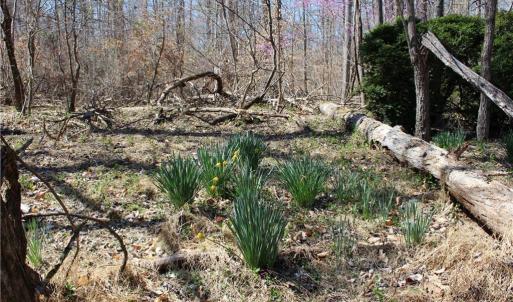 Photo #29 of Jones, Reidsville, NC 60.5 acres