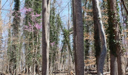 Photo #24 of Jones, Reidsville, NC 60.5 acres