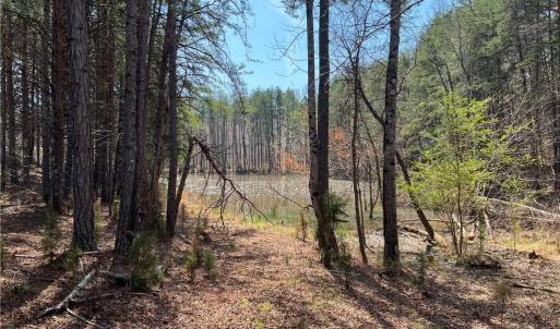 Photo #23 of 44 +/- AC Island, Madison, NC 44.0 acres