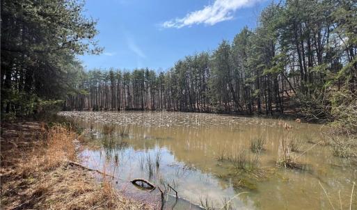 Spring fed pond