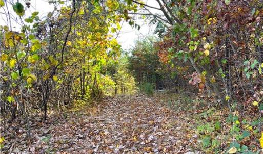 Photo #29 of 8516 Hudson-James, Summerfield, NC 48.6 acres