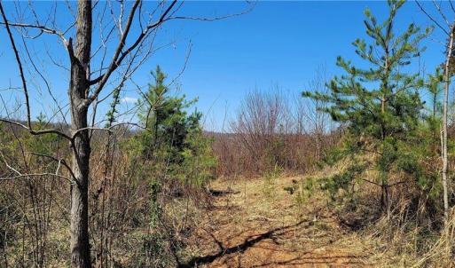 Photo #48 of 3063 Hart, Lawsonville, NC 55.0 acres