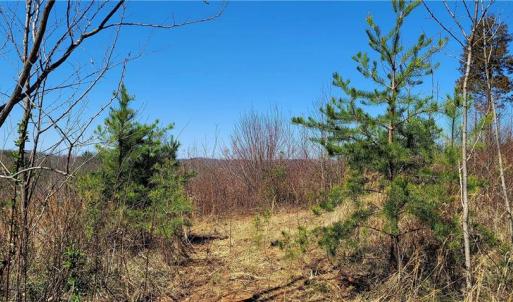Photo #10 of 3063 Hart, Lawsonville, NC 55.0 acres