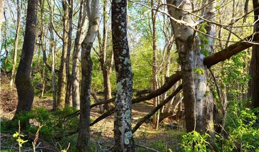 Photo #42 of 728 Indian, Henry, VA 19.8 acres