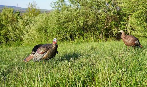 Photo #7 of 728 Indian, Henry, VA 19.8 acres