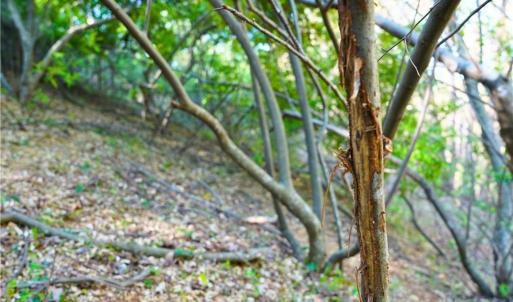 Photo #35 of 728 Indian, Henry, VA 19.8 acres