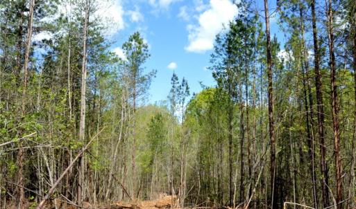 Photo #13 of 230 Dibrell, Pelham, NC 97.6 acres