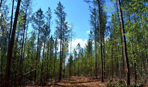 Photo #7 of 230 Dibrell, Pelham, NC 97.6 acres