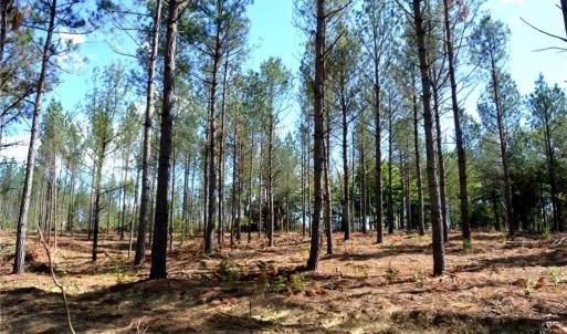 Photo #3 of 230 Dibrell, Pelham, NC 97.6 acres