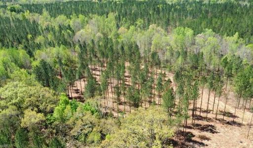 Photo #36 of 230 Dibrell, Pelham, NC 97.6 acres