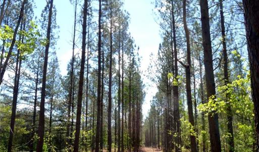 Photo #28 of 230 Dibrell, Pelham, NC 97.6 acres