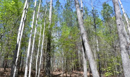Photo #24 of 230 Dibrell, Pelham, NC 97.6 acres