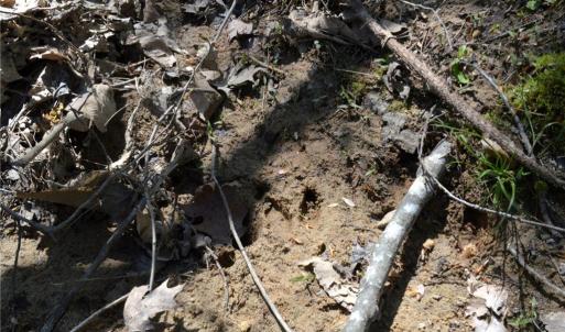 Photo #10 of 230 Dibrell, Pelham, NC 97.6 acres
