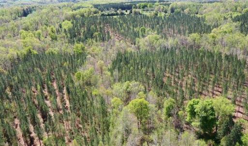 Photo #33 of 230 Dibrell, Pelham, NC 97.6 acres