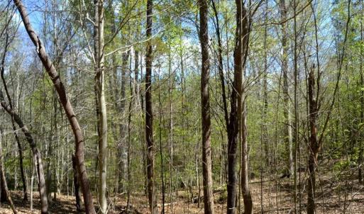 Photo #14 of 230 Dibrell, Pelham, NC 97.6 acres