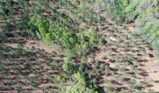 Photo #37 of 230 Dibrell, Pelham, NC 97.6 acres