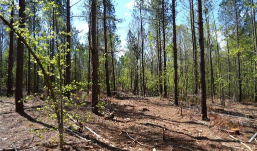 Photo #4 of 230 Dibrell, Pelham, NC 97.6 acres