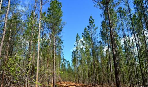 Photo #8 of 230 Dibrell, Pelham, NC 97.6 acres