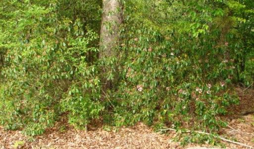 Photo #27 of Dan, Robbins, NC 45.6 acres
