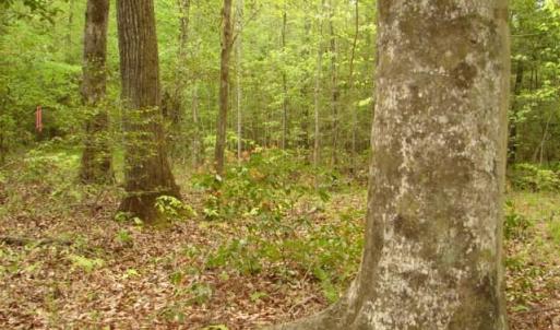 Photo #42 of Dan, Robbins, NC 45.6 acres