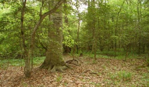 Photo #47 of Dan, Robbins, NC 45.6 acres
