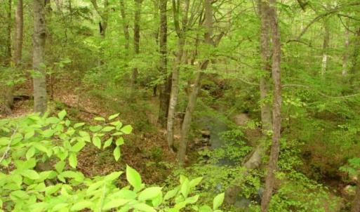Photo #24 of Dan, Robbins, NC 45.6 acres