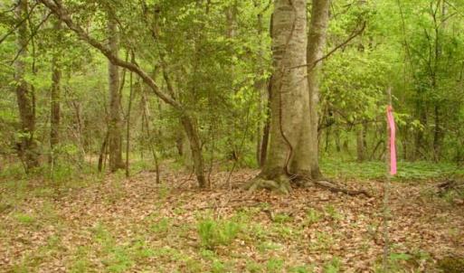 Photo #34 of Dan, Robbins, NC 45.6 acres