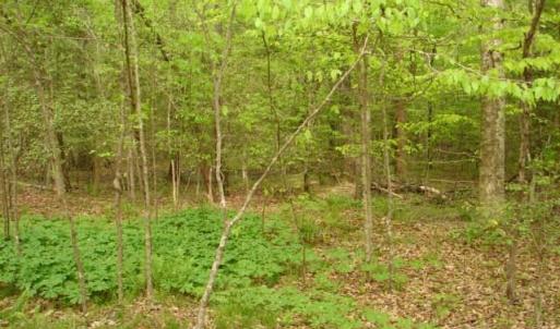 Photo #33 of Dan, Robbins, NC 45.6 acres
