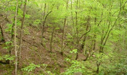 Photo #41 of Dan, Robbins, NC 45.6 acres