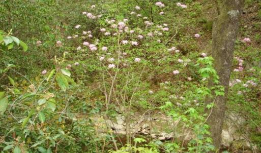 Photo #40 of Dan, Robbins, NC 45.6 acres