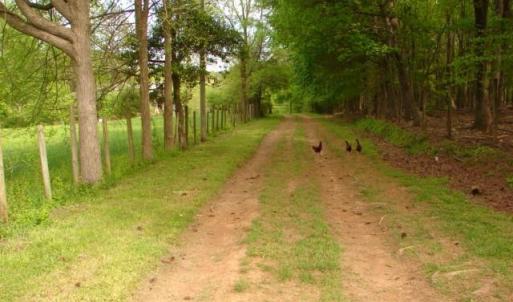 Photo #8 of Dan, Robbins, NC 45.6 acres