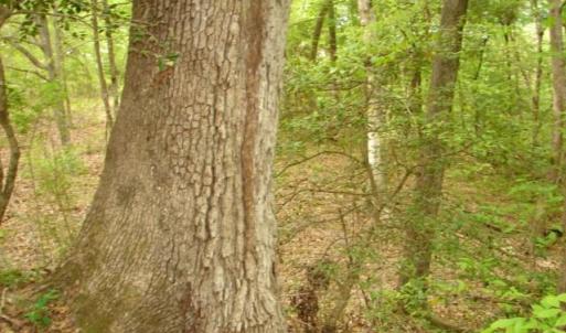 Photo #25 of Dan, Robbins, NC 45.6 acres