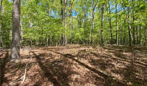 Photo #4 of Holly Hills, Troy, NC 2.8 acres