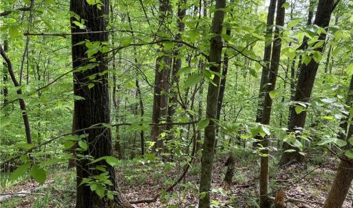 Photo #5 of Sheets, Germanton, NC 26.8 acres