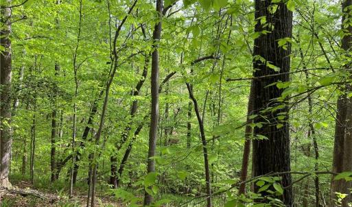 Photo #3 of Sheets, Germanton, NC 26.8 acres