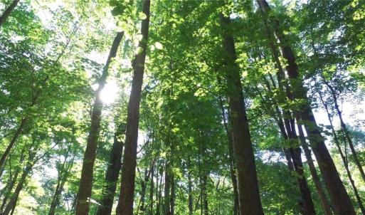 Photo #1 of Lasater, Clemmons, NC 36.3 acres