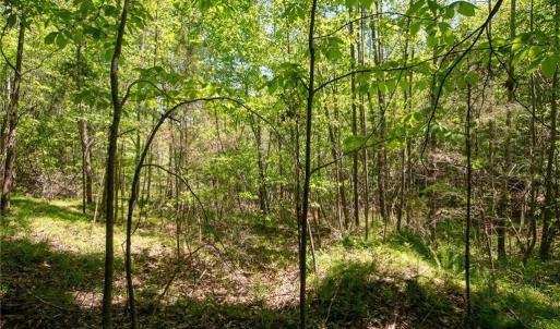 Photo #30 of 4100 High Rock, Gibsonville, NC 19.7 acres