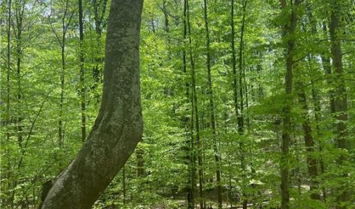 Photo #3 of Pebble Brook, Sandy Ridge, NC 4.1 acres
