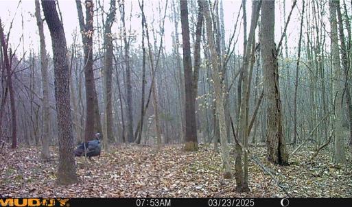 Photo #44 of Purcell, Reidsville, NC 65.1 acres