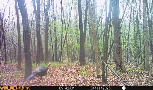 Photo #42 of 64.88 Ac Purcell, Reidsville, NC 64.9 acres